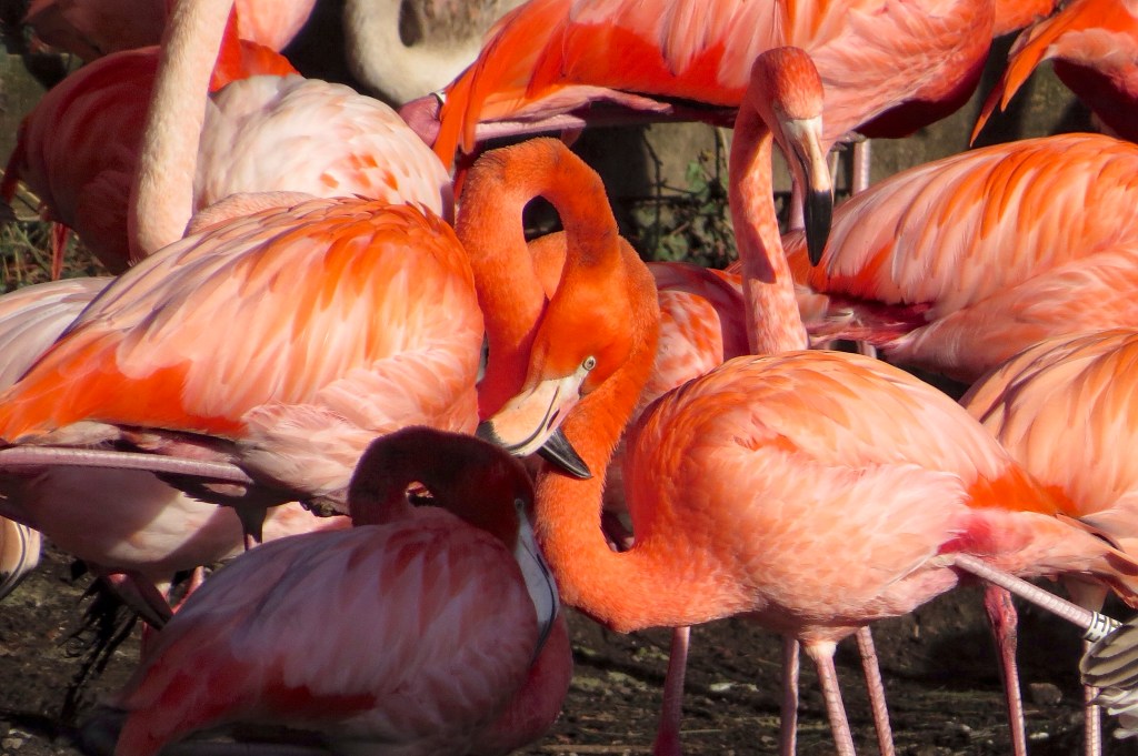 Llanelli Wetlands on a mild January morning after a very wet and windy month.