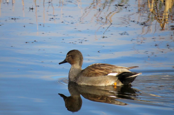 Gadwall