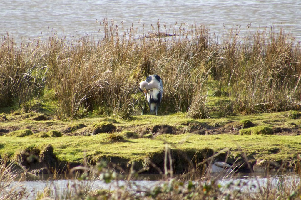 Fishing can make a mess of one's feathers