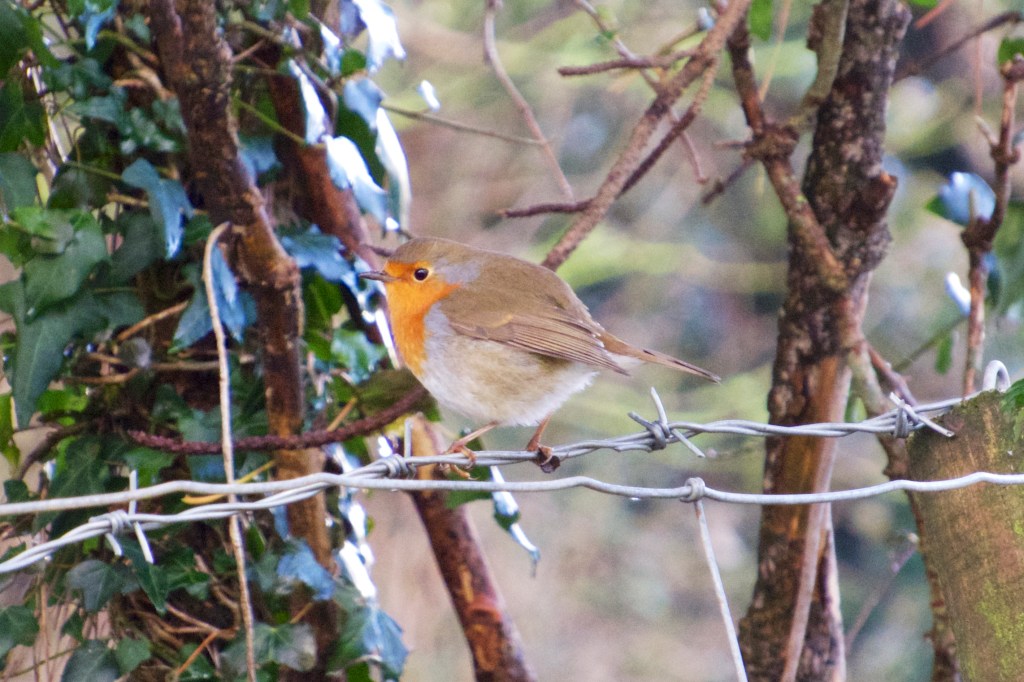 Llanelli Wetlands on a mild January morning after a very wet and windy month.