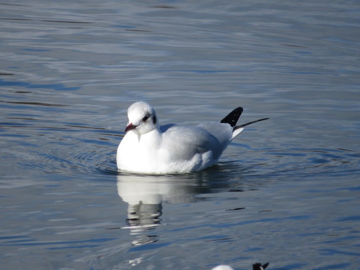 Black-headed gull