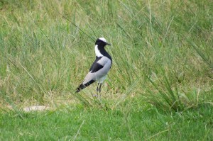Blacksmith Plover