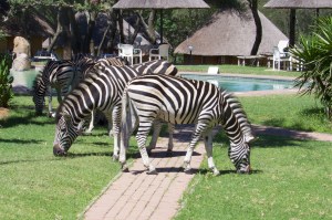 Zebra coming to join the meeting