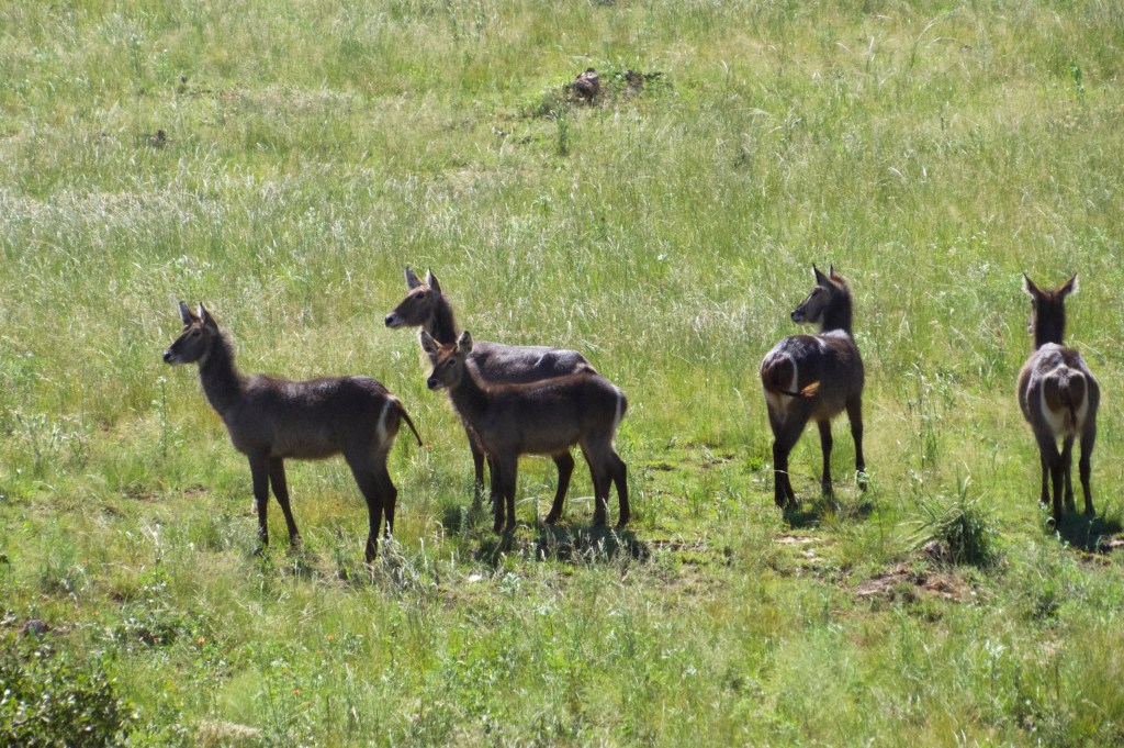 Waterbuck females