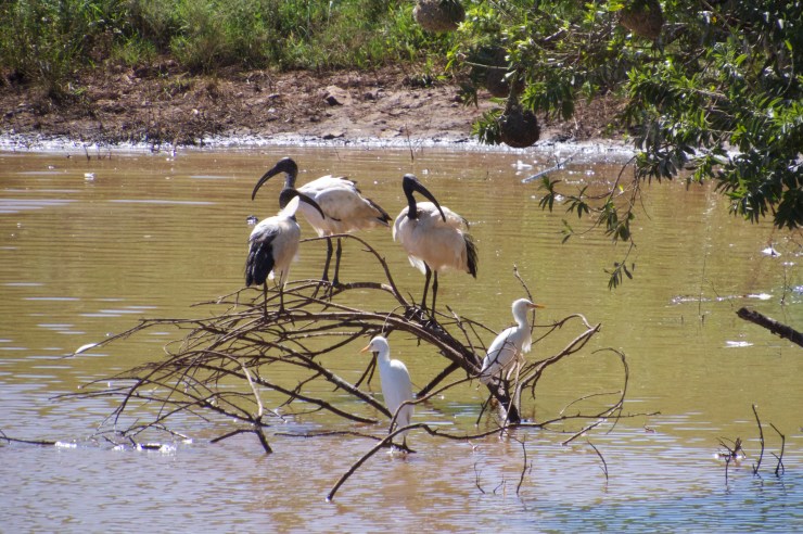 Sacred ibis and cattle egret