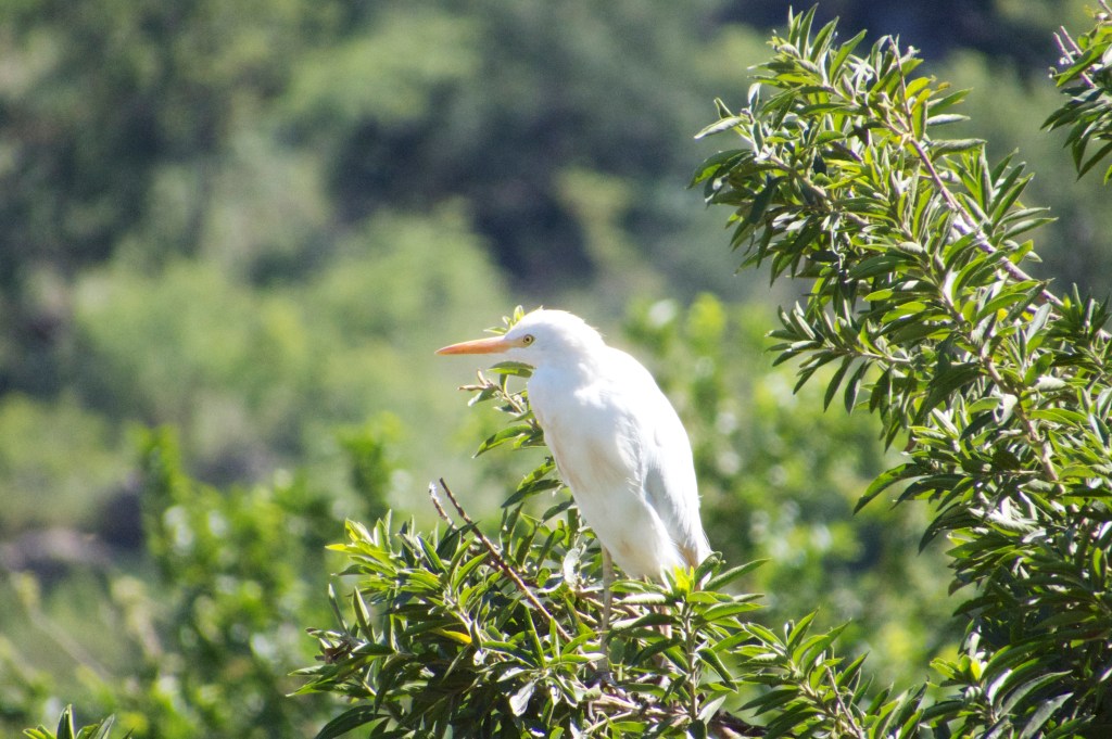 Cattle egret