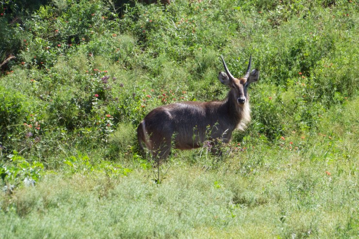 Waterbuck