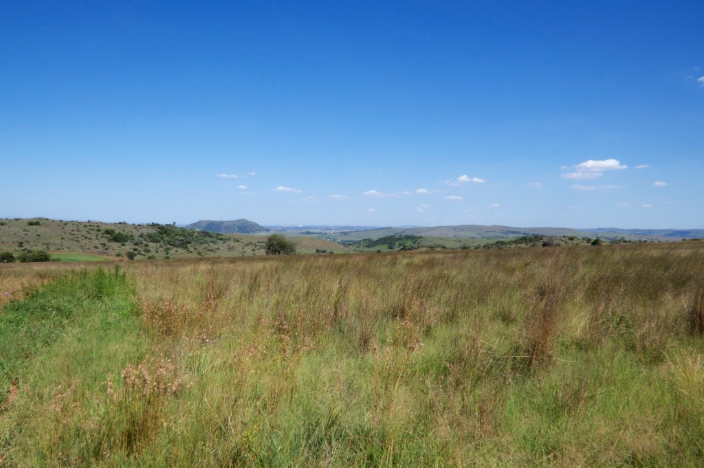 Johannesburg from the Lion and Rhino Park