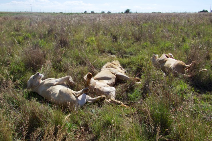 Life is just great in the sun