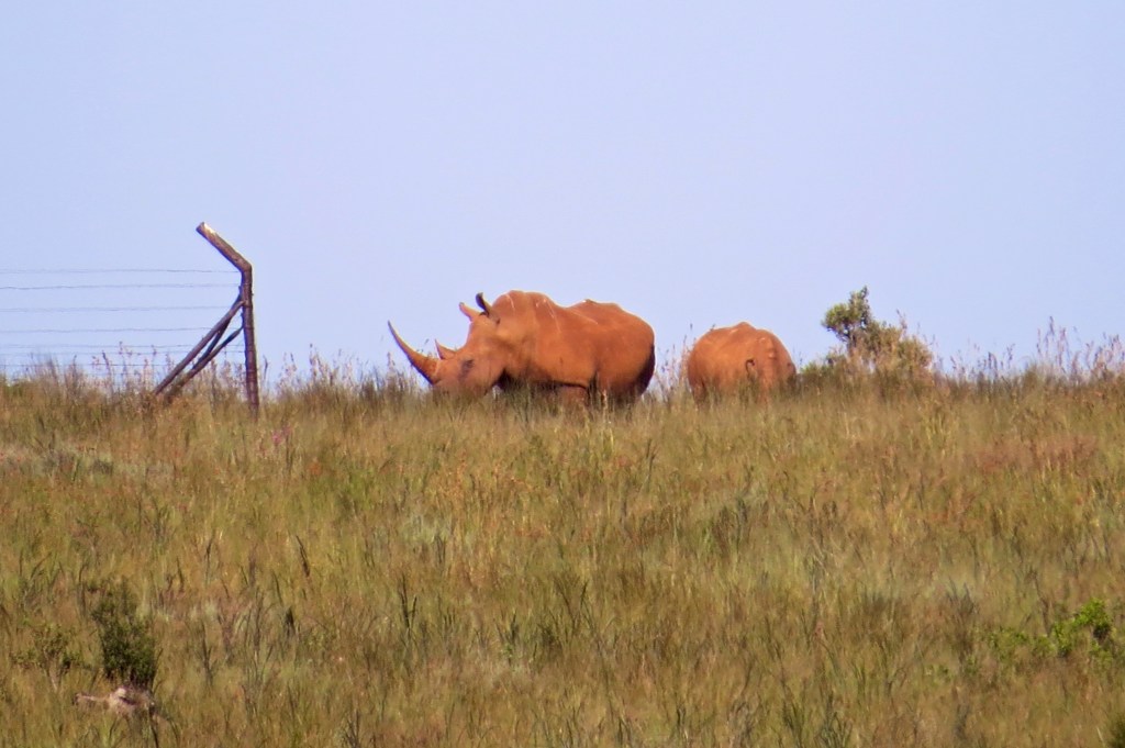 White rhino - Mother and calf