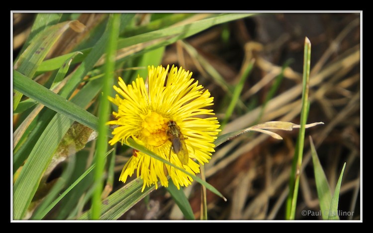Coltsfoot flower. A delicate yellow daisy like flower. I don't know what the fly is yet. But we'll call him Fred for now.