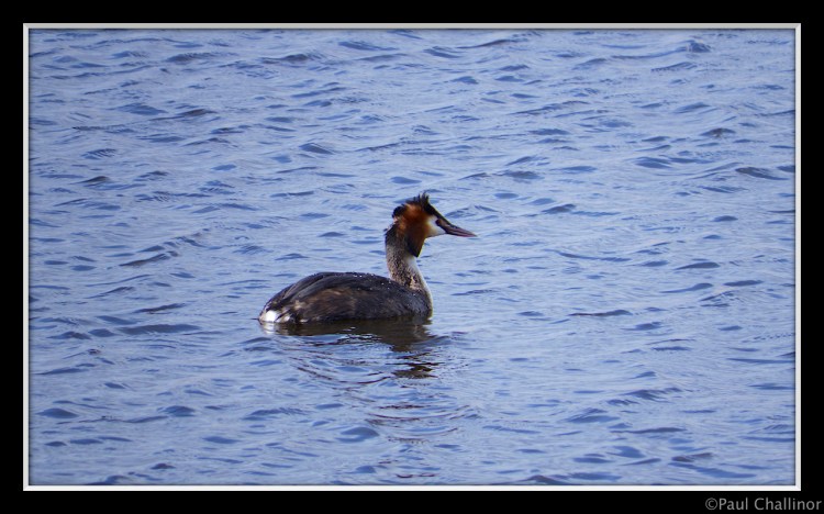 Newport Wetlands, Great crested grebe