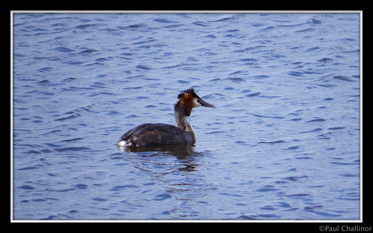 Newport Wetlands, Great crested grebe