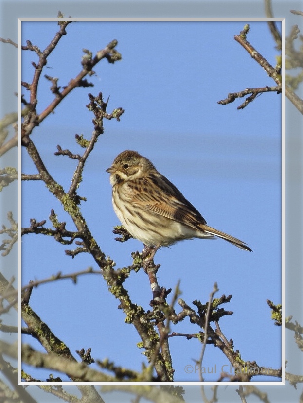 Female reed bunting.