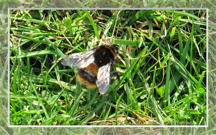 Bombus pratorium - Early bumblebee