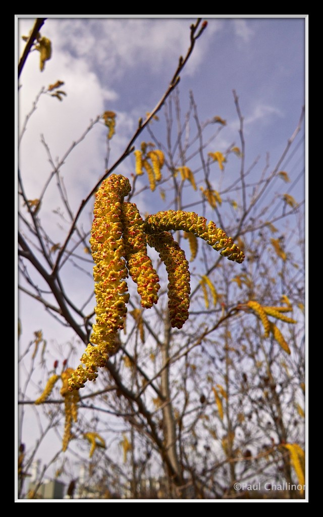 Hazel catkins