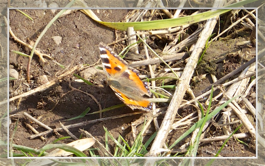Red admiral butterfly