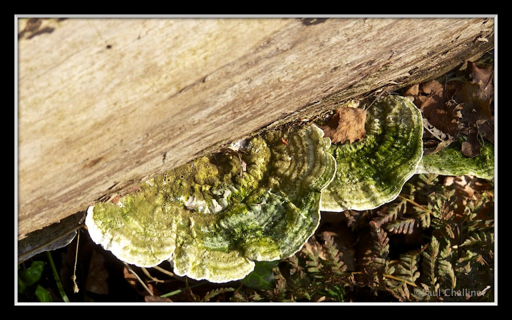 Polyvonal bracket fungus.