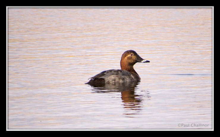 Pochard