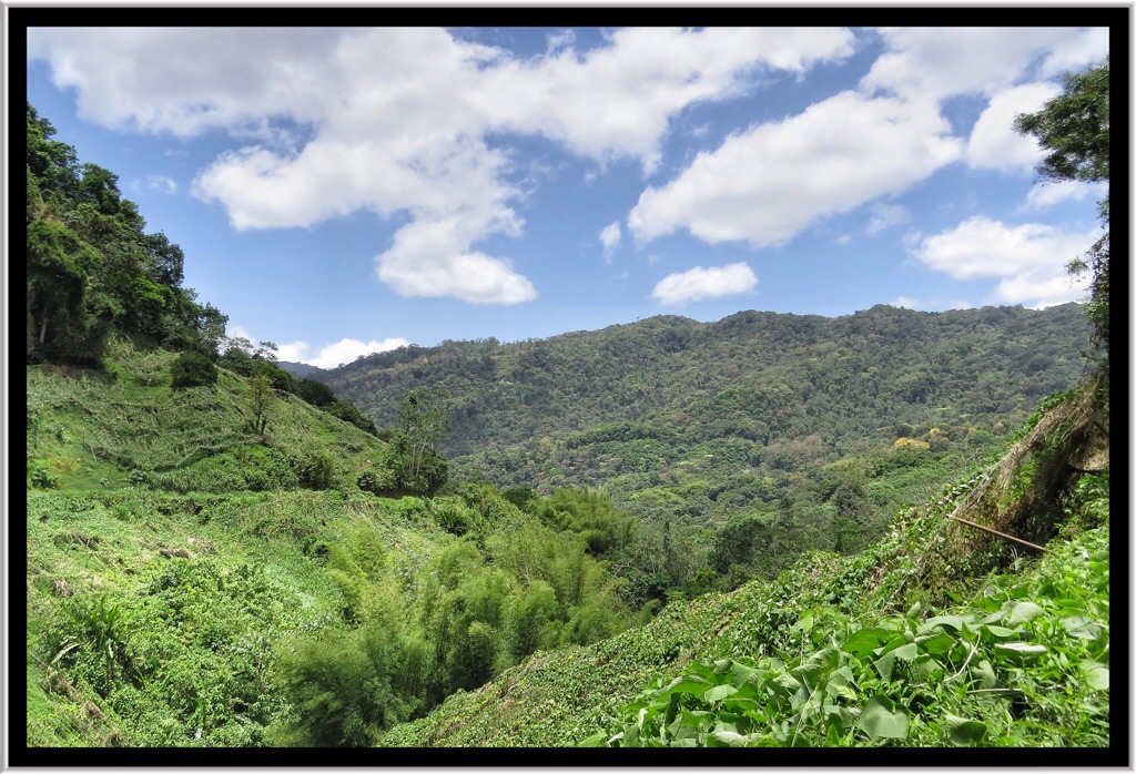 Say good bye to the rainforest