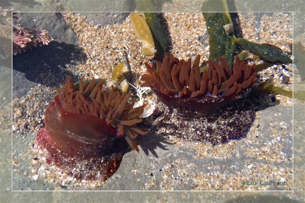 Beadlet Anemone