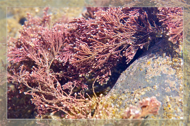 Coral wee - Corallina officinalis