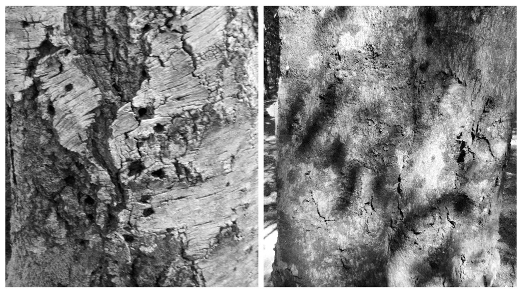 On the left is an old silver birch left to rot. The remaining wood was pockmarked with beetle holes. The beech on the right had some interesting shadows playing over the bark - though these didn't really come out in the photo. 