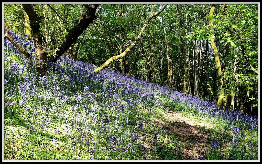 Bluebell Bank
