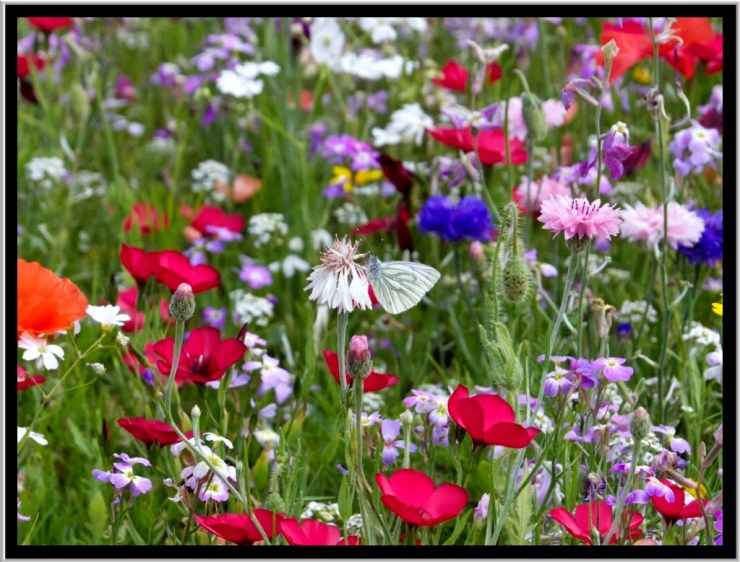 Some areas where a riot of colour.