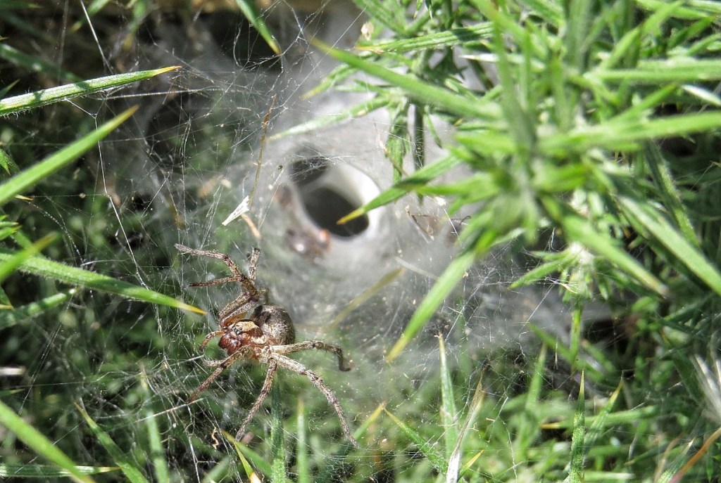 Funnel Web spider clearly  showing the funnel. Not sure what species it is.