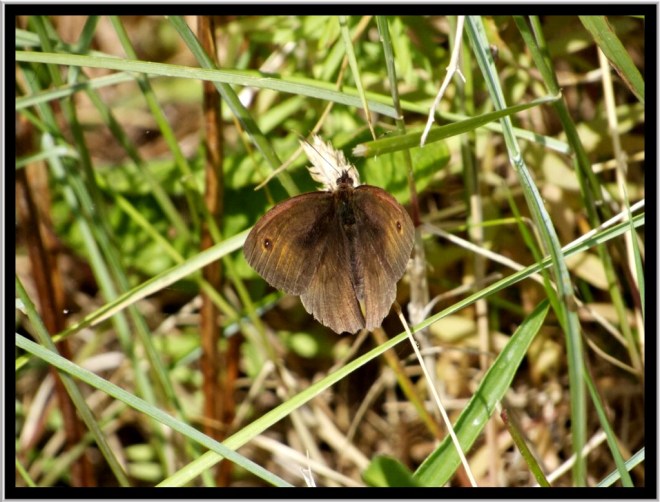 Meadow Brown resting and waiting for his next chance.