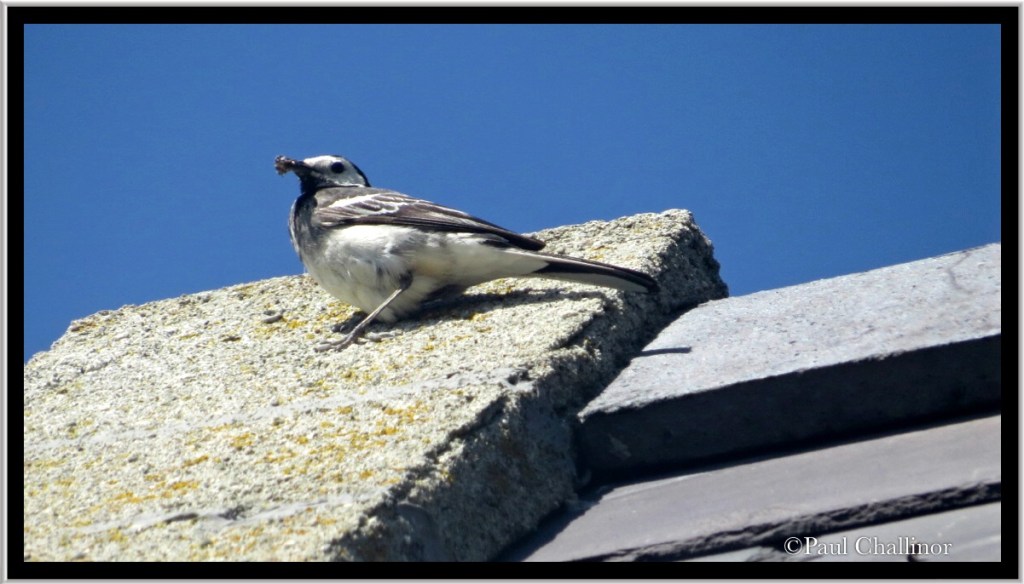 A scruffy looking pied wagtail.