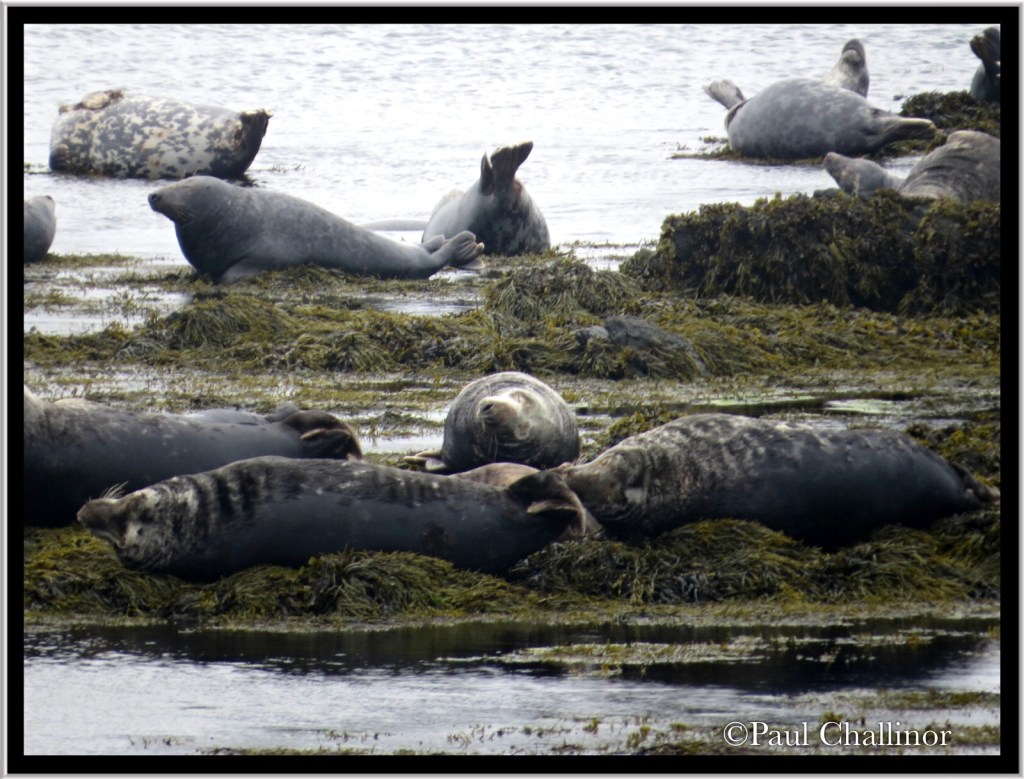 Grey seals 'just hanging'!