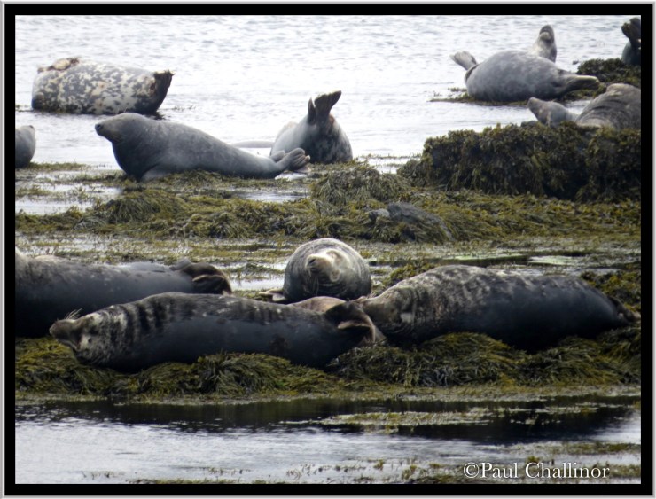 Grey seals 'just hanging'!