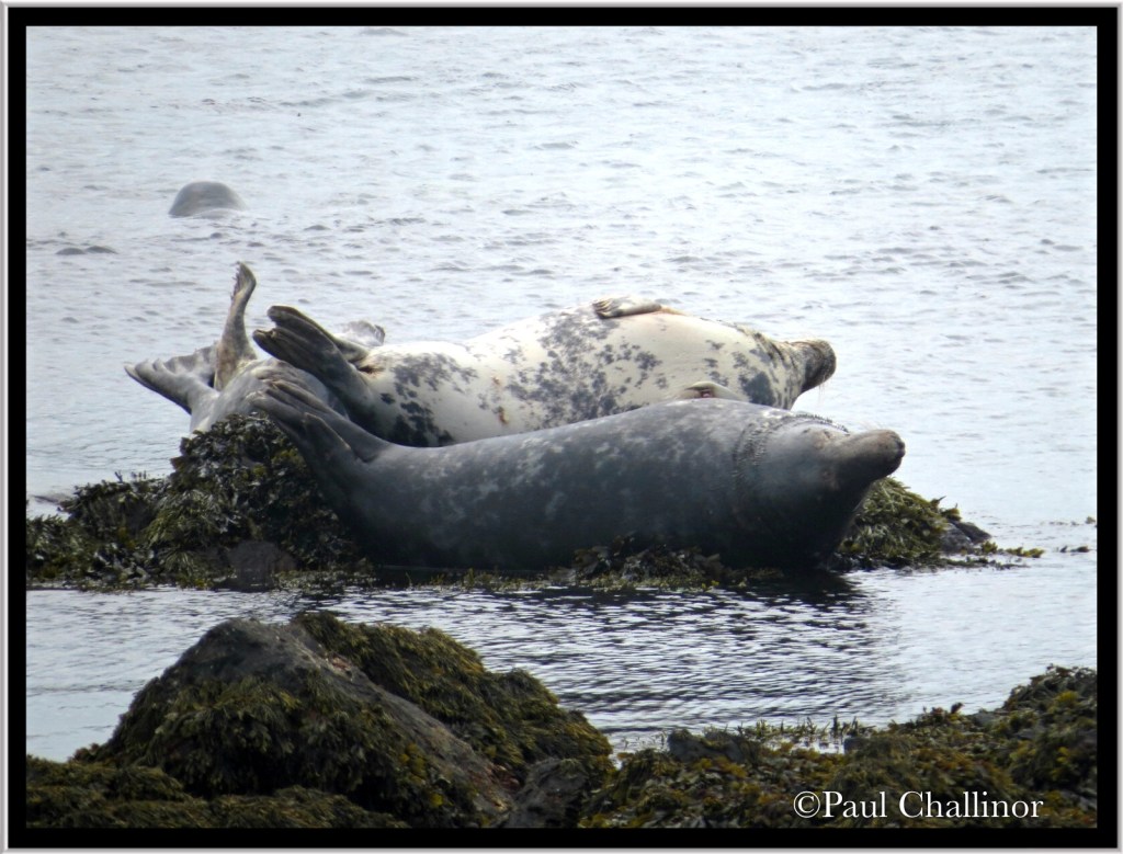How many seals can you fit on a small rock?