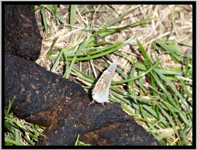 Although not the most glamorous of places to pose for a photograph this common blue was obviously finding something interesting on this dog poo. However, an aside to this is my frustration of dog owners who seem to be happy to leave evidence of their passing along footpaths.