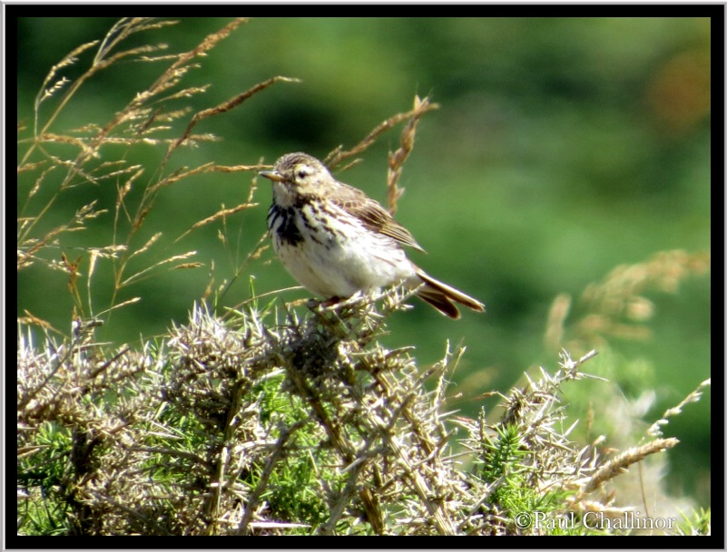 I think this is a meadow pipit, but during moult it's difficult to be certain.