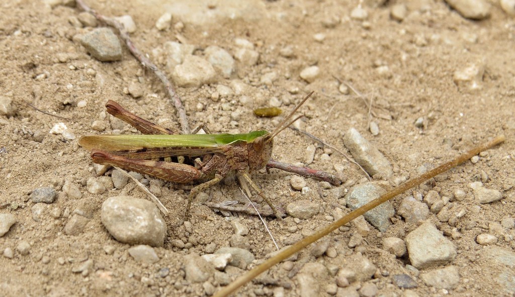 A Meadow Grasshopper - Chorthippus parallelus.oK it may not be a bird, but I still get excited.
