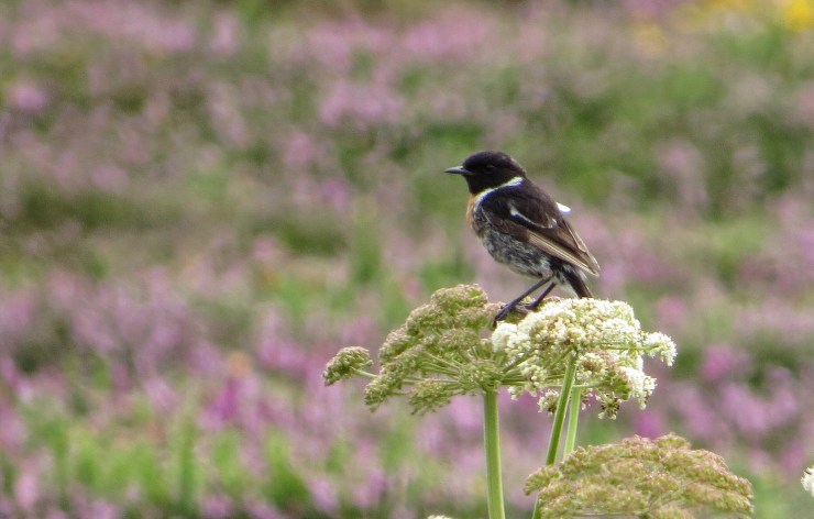 A rather scruffy Stonechat not yet in full winter plumage.