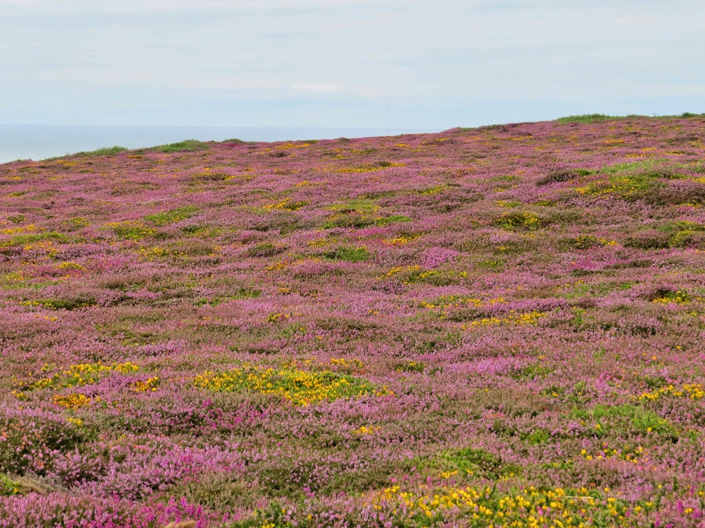 The Heather was looking great along the slopes.