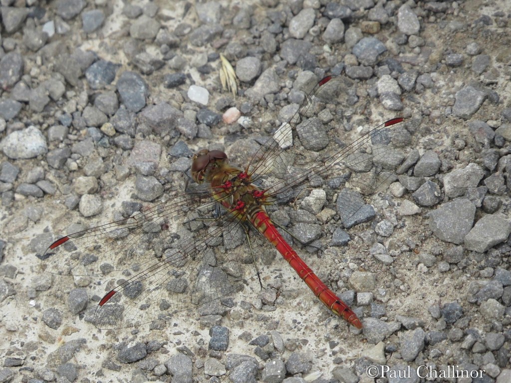 Common Darter