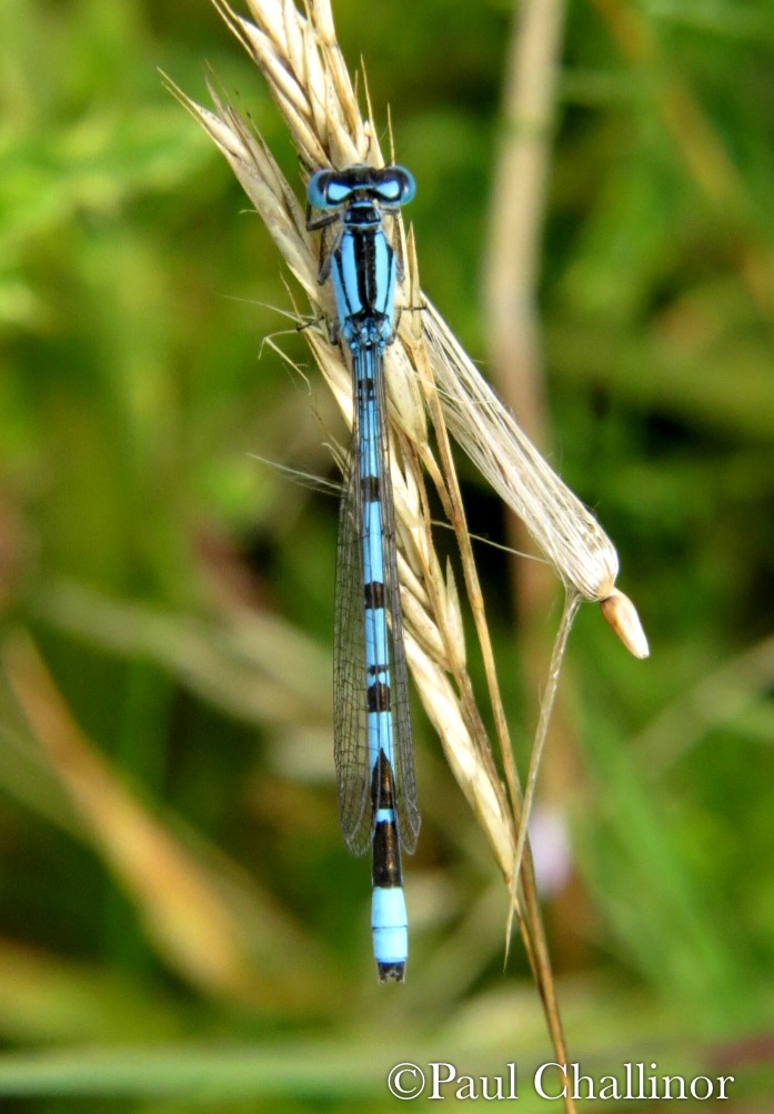 Common Blue Damselfly