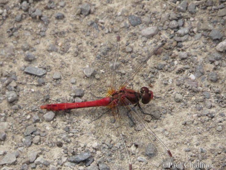 Ruddy Darter
