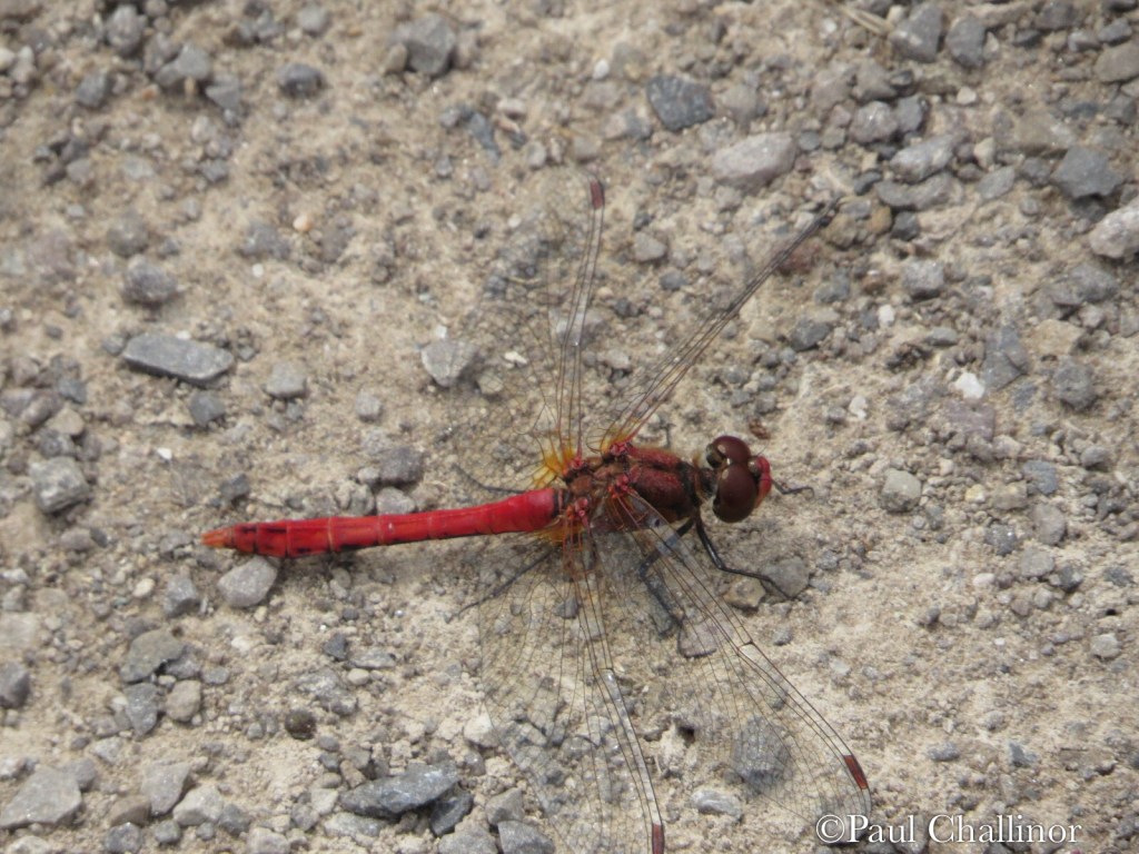 Ruddy Darter