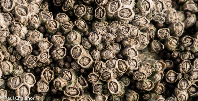 Down on the beach the rocks are covered with common barnacles. If you look closely among the barnacles it's possible to see the tiny shells of winkles.