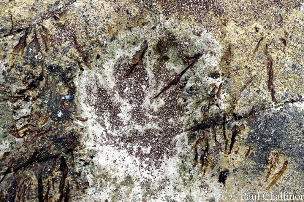 Concentrating even more, this could be a four toes print. Maybe.........