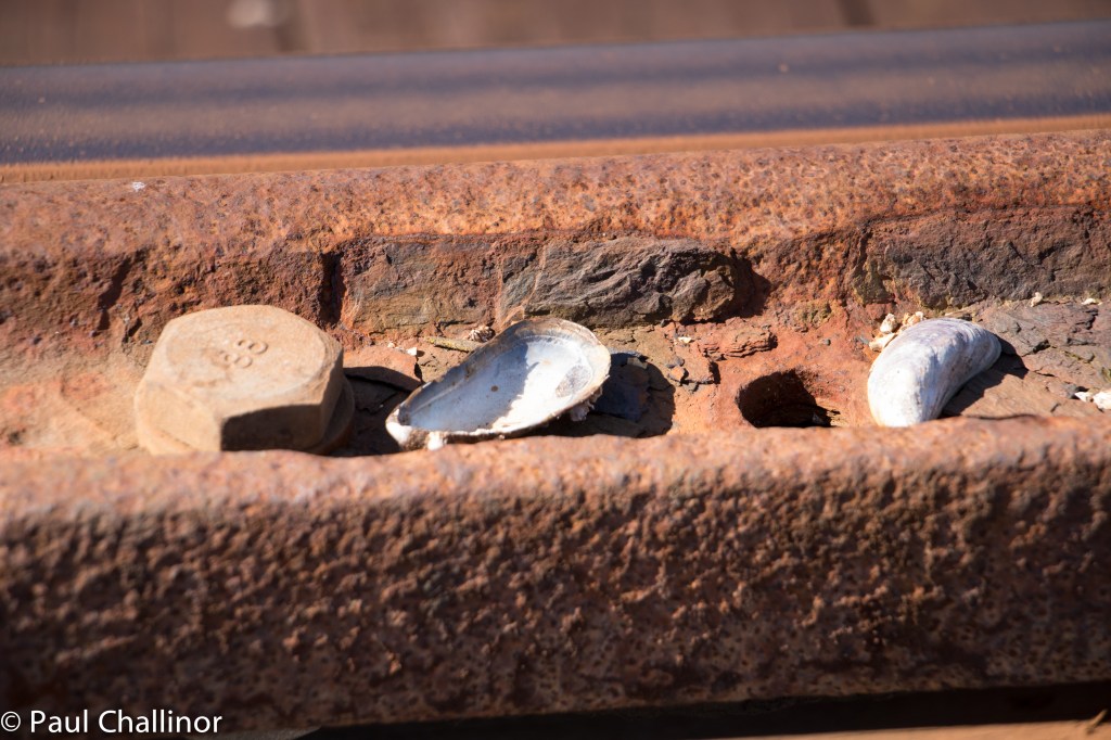 The bird use the tracks and supporting metal rails as anvils to break oven sea shells. The remains of shells are littered all along the bridge.