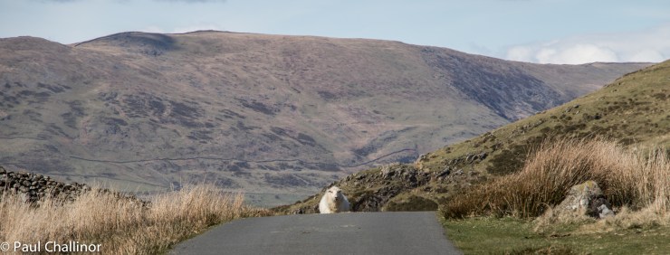 We don't have trolls of billy goats guarding the passes here in Wales, but we do have sheep
