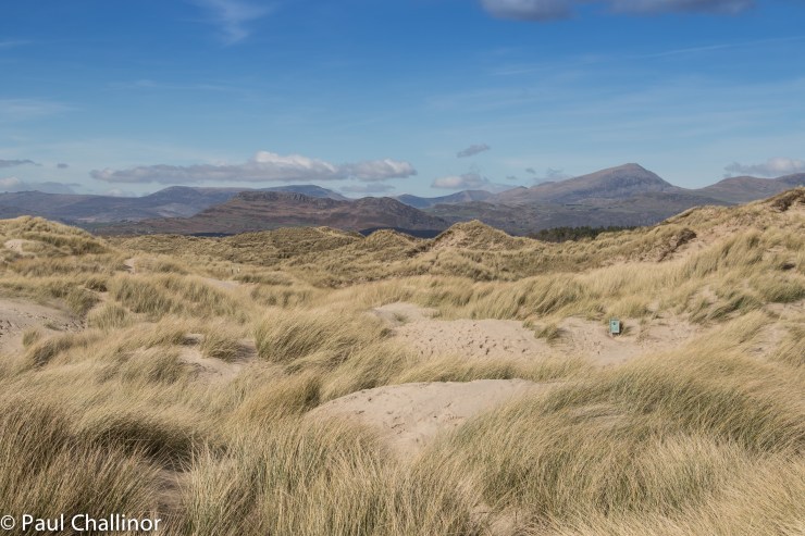 The sand dunes with Moel Hebog behind