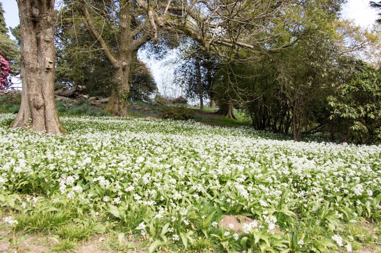 The Ransoms create quite a show under the developing tree canopy.